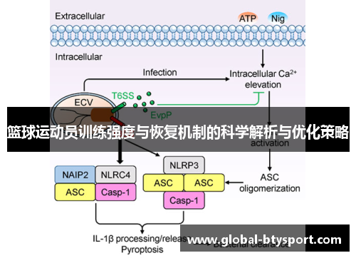 篮球运动员训练强度与恢复机制的科学解析与优化策略